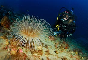 divers porto azzurro